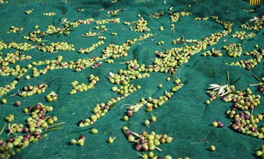 Seed & Olive Collecting Nets